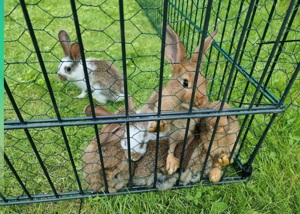 Kaninchen Deutsche Riesen