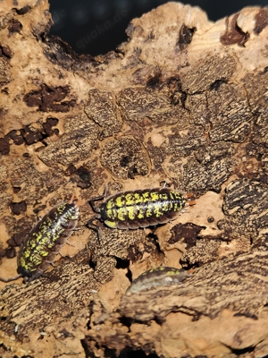 Porcellio sp. orange stick Asseln Wirbellose 