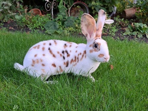 bunte Rex Kaninchen, Männchen