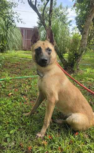 Bianca - sanftes, sensibles Gemüt  sucht ihre Menschen Bild 5