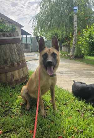 Bianca - sanftes, sensibles Gemüt  sucht ihre Menschen Bild 6