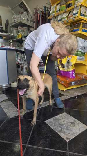 Bianca - sanftes, sensibles Gemüt  sucht ihre Menschen Bild 7