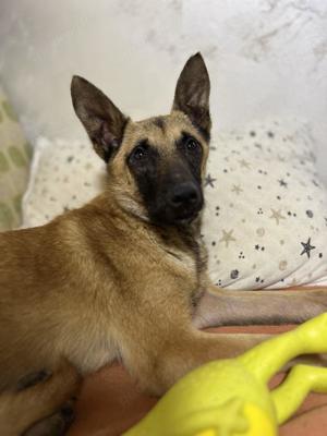 Bianca - sanftes, sensibles Gemüt  sucht ihre Menschen Bild 10