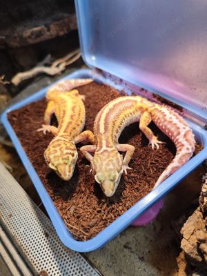 Leopardgeckos 0.2 Bell Bold Stripe 