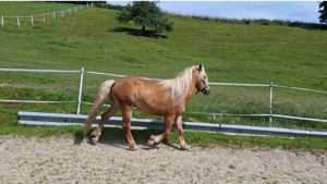 Haflinger Wallach 