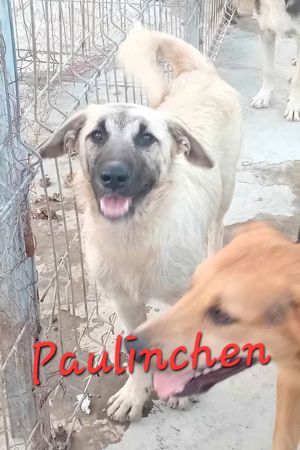 vom Welpen zur Junghündin - Paulinchen kennt leider nur das Tierheim Bild 8