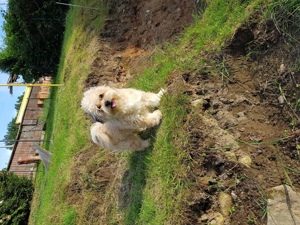 Mischlingswelpe Bichon Bolognese, zwergspitz Pomerian