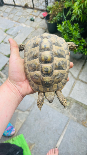 Vier Griechische Landschildkröten zu verkaufen