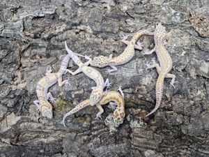 Leopardgecko Eublepharis macularius 