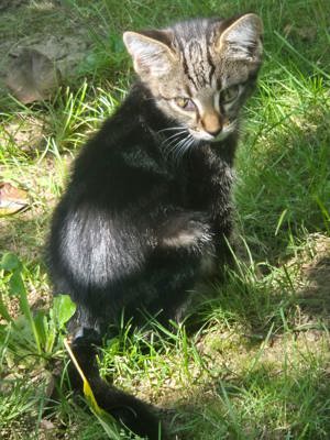 Katzenbabys Hauskatzen 