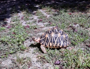 Weibliche Geochelone elegans - Indische Sternschildkröte zu verkaufen