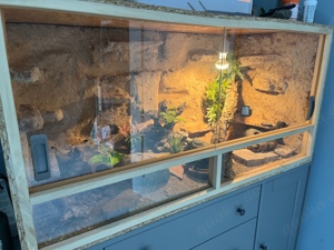 Terrarium mit 3 Leopardgeckos 1 Männchen und zwei Weibchen