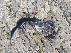 Black Night Leopardgecko Eublepharis macularius 