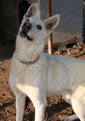 Luuk, geb. ca. 12 2018, lebt in GRIECHENLAND, im städt. Tierheim Serres Bild 7