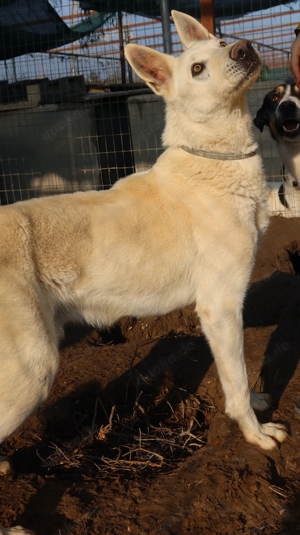 Luuk, geb. ca. 12 2018, lebt in GRIECHENLAND, im städt. Tierheim Serres Bild 4