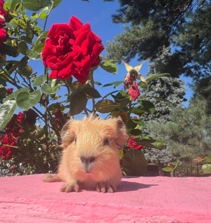 Meerschweinchen Babys California