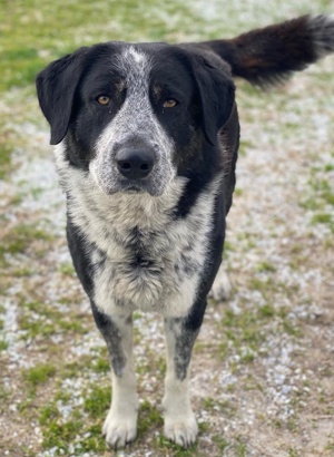Malik, geb. ca.02 2022, lebt in GRIECHENLAND, im städt. Tierheim Serres Bild 6