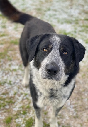 Malik, geb. ca.02 2022, lebt in GRIECHENLAND, im städt. Tierheim Serres Bild 8