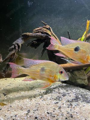 Geophagus Brachybranchus (Erdfresser)