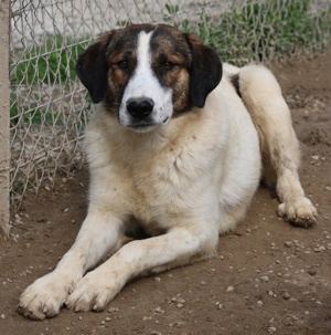 Pitt, geb. ca. 05 2021, lebt in GRIECHENLAND, im städt. Tierheim Serres Bild 10