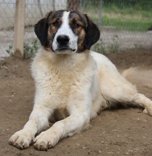 Pitt, geb. ca. 05 2021, lebt in GRIECHENLAND, im städt. Tierheim Serres Bild 7