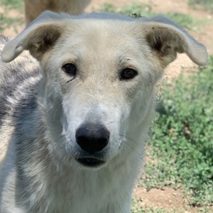 Boybro, geb. ca. 04 2019, lebt in GRIECHENLAND, im städt. Tierheim Serres