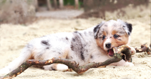 Australian Shepherd Welpen 