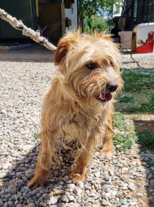 Junghund *BOOMER* ist auf der Suche nach einer Familie. 