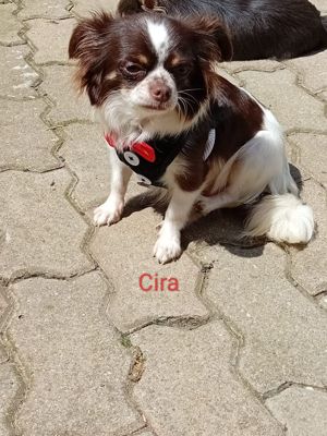 Chihuahua Hündin 2 Jahre mit Stammbaum 