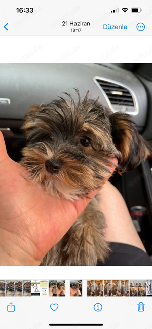 Yorkshire Terrier