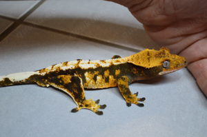 1.0 Kronengecko Bild 4