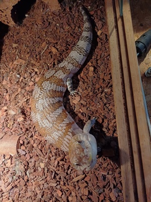 blauzungenskink pärchen 