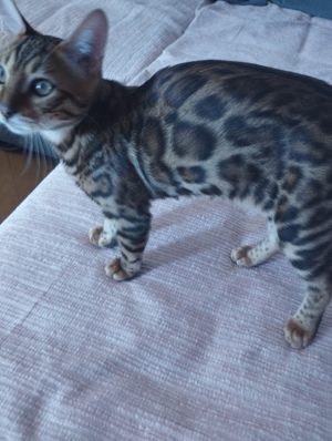 Reinrassige Bengal Kitten 