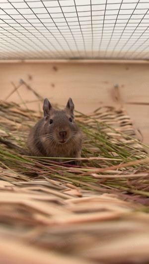 Degu Weibchen abzugeben 