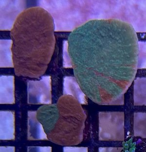 Montipora grafted - rot - grün - WYSIWYG