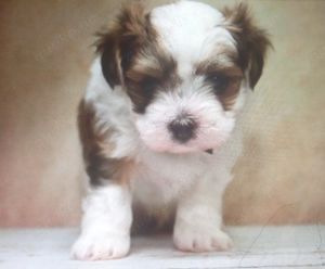 ZOBEL Hava Shorkie Welpen (Havaneser x Shorkie (Shih Tzu x Yorkshire) (Boomer Welpen)