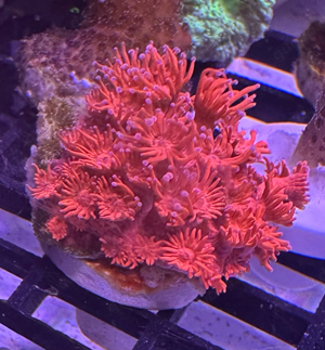 Goniopora Margeritenkoralle Rot Blaue Spitzen