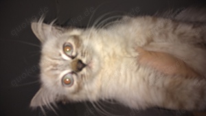 Ragdoll Kater 