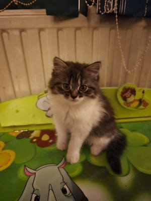 Perser-Maine Coon kitten