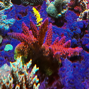 Meerwasser Koralle Acropora PC Rainbow 