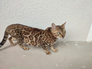 Bengal Katze weiblich, unkastriert 