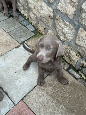 Reinrassige Labrador Welpen mit Papieren 