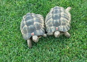 Weibliche Maurische Landschildkröten