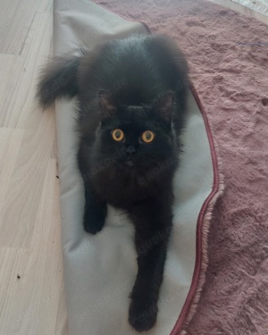 Kater MaineCoon Mix 1 Jahr