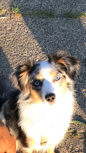 Deckrüde Toy Aussie blue merle + blaue Augen ä