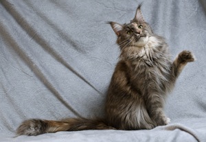 WHISKY die Maine Coon Prinzessin mit Stammbaum