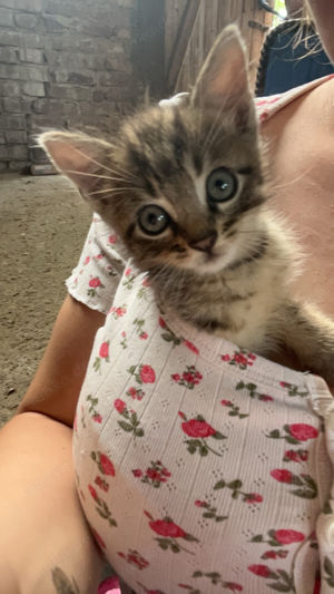 kitten babys bengalen mix 