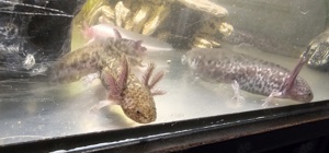 Axolotl