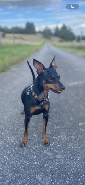 Deckrüde Rehpinscher 