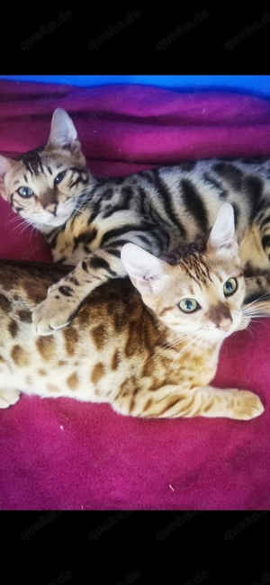 Bengal  Katze 